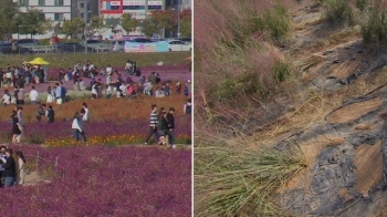 '인생 사진' 찍겠다면서…초토화 된 분홍 억새 군락지