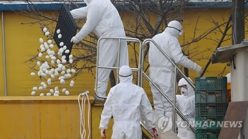 영암 이어 정읍 계열농가도 H5형 AI 검출…살처분 돌입