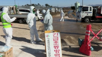 영암 이어 고흥서도 AI 감염 확인…오리 산지 '비상'