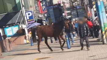 도심 휘젓고 다닌 대형 말…SNS 보고 40분 만에 생포