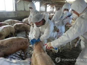 A형 구제역 백신 접종 전국 돼지농가로 확대 시행