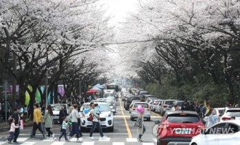 꽃피는 4월, 꽃축제 만개…제주에서 여의도까지 전국이 들썩