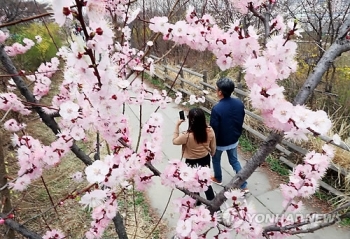 서울 벚꽃 핀 날 오늘로 공식 기록…지난해보다 나흘 빨라