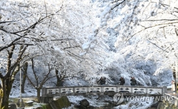 벚꽃인지 눈꽃인지…추위 시샘에 패딩 입고 봄 구경 나선 상춘객