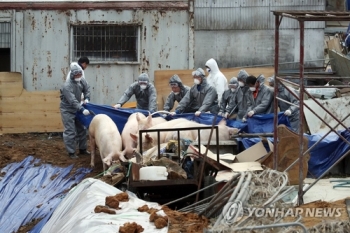 'A형 구제역' 돼지 1만여 마리 살처분…보상금만 수십억