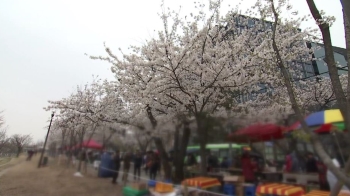 [밀착카메라] 무질서에 주민 몸살…'벚꽃축제가 괴로워'