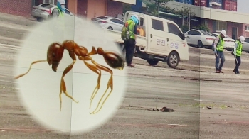 [뉴스브리핑] 부산항서 붉은불개미 의심 개체 1마리 발견