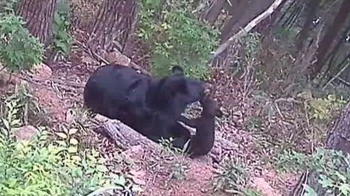 세계 최초 '인공수정' 반달가슴곰 탄생…올 가을쯤 방사 예정