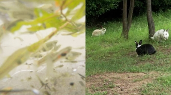 [밀착카메라] 열대어 '구피천', '유기 토끼 공원'을 아시나요
