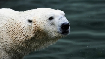 “이제라도 편히…“ 북극곰 '통키' 11월 영국으로 떠난다