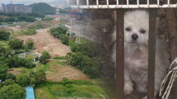 개발지역에 '축사' 알 박기…보상 위해 수백마리 개 '희생양'