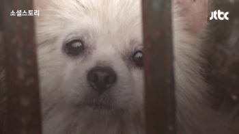 [소셜스토리] '알박기' 축사에 수백 마리 방치…죽은 개들의 섬
