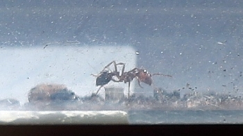인천항서 국내 최초 붉은불개미 여왕개미 발견…확산가능성 작아