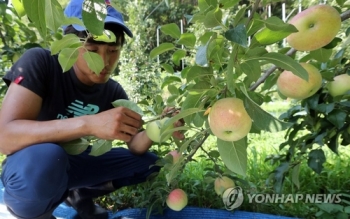 썩어가는 사과·말라가는 인삼…폭염에 까맣게 타들어 가는 농심