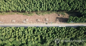 제주도 “삼나무 숲길 확장공사 대안 마련될 때까지 중단“