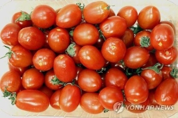 토마토에 무슨 일이…한 달 새 가격 82% '껑충'