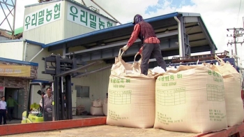 창고 쌓인 우리 밀 1만 8000t, 폐기할 판…농가 '시름'