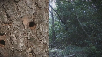 “재선충“ 거짓말로 멀쩡한 소나무 고사…'부동산 꿍꿍이'