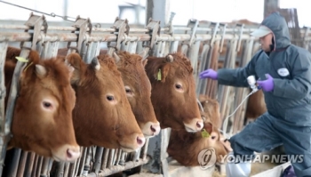 충주서 구제역 의심 신고…간이검사서 'O형 바이러스' 양성