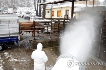 강원도, 구제역 유입 차단방역…도 경계 도로 통제초소 설치