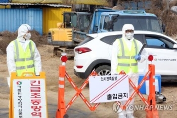 설 연휴 무사히 넘기나…충주 구제역 나흘째 잠잠