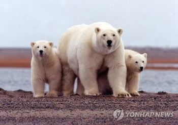 러시아 섬마을로 밀려드는 북극곰…“인간이 미안해야 할 일“