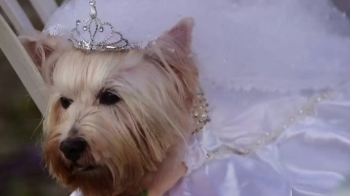[해외 이모저모] '주인공은 나야 나'…브라질서 강아지 축제