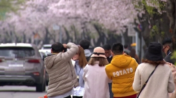 '벚꽃 엔딩' 놓칠라…비바람 그치자 꽃놀이 발길 이어져