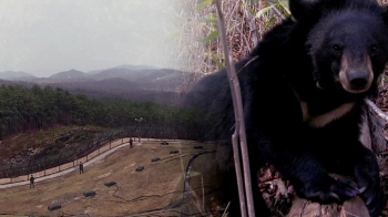 지리산서 멀리 떨어진 DMZ에…'반달가슴곰' 생존 확인