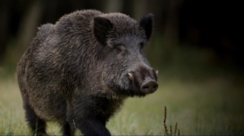 접경지역 등 야생 멧돼지 잡는다…잔반사료도 금지키로