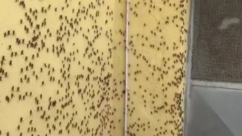 까맣게 뒤덮인 이탈리아…수백만 마리 '메뚜기떼' 공포