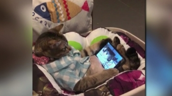 [해외 이모저모] 휴대전화 '새들 영상'에 푹 빠진 고양이