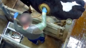 살아 있는 젖소 몸에 구멍…생체실험 영상 공개 '충격'