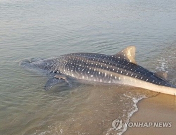 제주 함덕해수욕장에 상어 출현…하마터면 사고 날 뻔