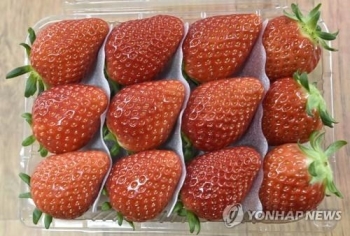 태국, 한국산 딸기 관세 40%→5%로…'과일 한류' 기대감