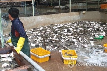 동해안 고수온 비상…포항 양식장 3곳 물고기 1만2천마리 폐사