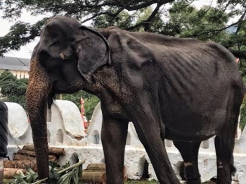 비쩍마른 코끼리 축제에 동원…스리랑카서 동물학대 논란