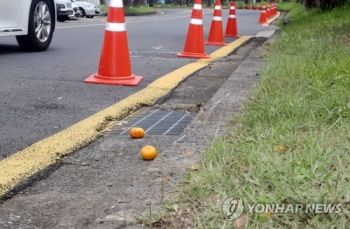 “이런 날벼락이“ 서귀포 과일상 노부부, 무면허 음주운전에 참변