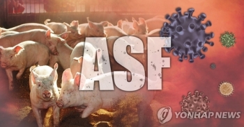 필리핀, 돼지 집단폐사 원인 비공개…“ASF는 아니다“
