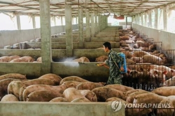 중국, 돼지고깃값 13주 연속상승 비상…“증산은 중대 정치임무“