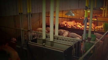 돼지열병 확산 방지 총력…이 총리 “신속 대응“ 지시