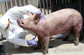돼지열병 발생한 경기도 돼지·분뇨 강원도 반입 금지