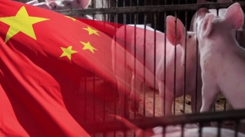 중국, 1년 넘게 '돼지열병과 전쟁'…고깃값 47% 폭등