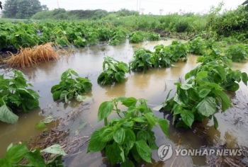 벼·과일 익어가는데…태풍 '타파' 북상에 농가 비상