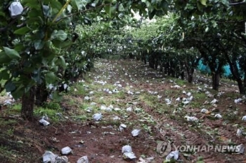 이른 추석에 태풍까지 겹쳐 과일값 폭락 과수농민들 '한숨'