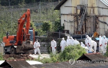 강화도 하루 1곳씩 돼지열병 확산…인천 돼지 20% 살처분