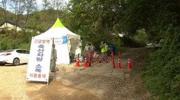 인천 강화서 아프리카돼지열병 추가 확진…국내 9번째