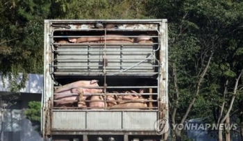 충남 홍성 돼지열병 의심 신고 음성 판정…도축장서 질식사 추정