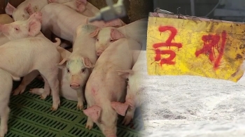 파주·김포 내 모든 돼지 없앤다…돼지열병 특단 조치