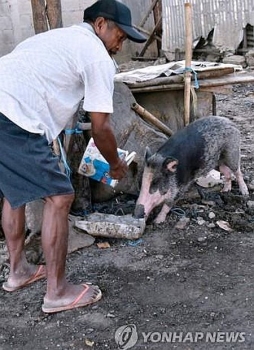 동티모르 '돼지 열병' 400마리 폐사…인도네시아 방역 비상